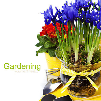 포토 JPG 해외이미지 리본 화분 실내 사람없음 아웃포커스 모종삽 흰배경 원예 붓꽃 프리뮬러 해외202004 해외포토 꽃 백그라운드 촬영기법 취미 내부 흰색 삽 파일형식