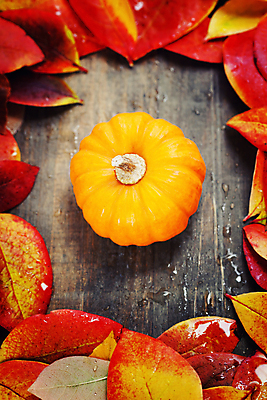 포토 JPG 해외이미지 낙엽 호박 실내 사람없음 농작물 가을 물방울 나무바닥 해외202004 해외포토 계절 잎 농업 채소 바닥 내부 파일형식