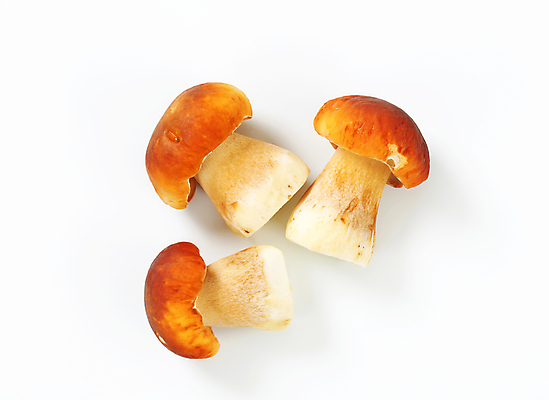 포토 JPG 해외이미지 스튜디오촬영 식재료 실내 사람없음 흰배경 그물버섯 해외202004 해외202105 해외포토 백그라운드 내부 버섯 흰색 파일형식