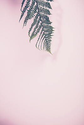 포토 JPG 해외이미지 잎 실내 사람없음 카피스페이스 분홍색배경 해외202004 해외포토 식물 분홍색 백그라운드 내부 공백 파일형식