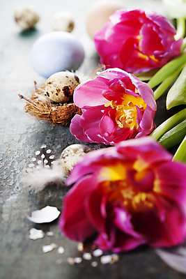 포토 JPG 해외이미지 부활절 실내 근접촬영 사람없음 튤립 둥지 소프트포커스 깃털 부활절계란 메추리알 알껍데기 해외202004 해외포토 기념일 꽃 뷰포인트 촬영기법 내부 계란 알 파일형식