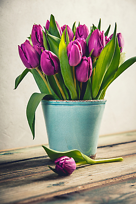 포토 JPG 해외이미지 꽃잎 잎 실내 사람없음 꽃병 튤립 나무탁자 해외202004 해외포토 식물 꽃 탁자 내부 파일형식