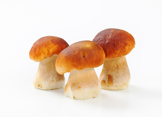 포토 JPG 해외이미지 스튜디오촬영 식재료 실내 사람없음 흰배경 그물버섯 해외202004 해외202105 해외포토 백그라운드 내부 버섯 흰색 파일형식