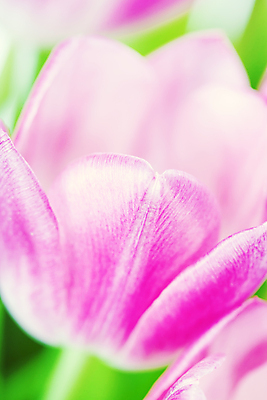 포토 JPG 해외이미지 실내 근접촬영 사람없음 아웃포커스 튤립 해외202004 해외포토 꽃 뷰포인트 촬영기법 내부 파일형식