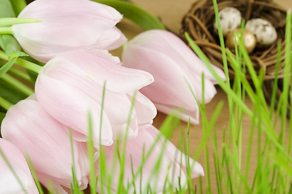 포토 JPG 해외이미지 부활절 실내 근접촬영 사람없음 튤립 둥지 메추리알 나무탁자 해외202004 해외포토 기념일 꽃 뷰포인트 탁자 내부 알 파일형식