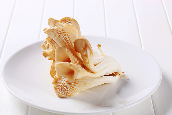 포토 JPG 해외이미지 접시 식재료 실내 사람없음 흰배경 느타리버섯 해외202004 해외202105 해외포토 식기 백그라운드 내부 버섯 흰색 파일형식