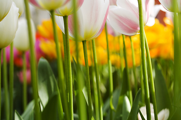 포토 JPG 해외이미지 주간 줄기 잎 사람없음 야외 아웃포커스 튤립 잎줄기 해외202004 해외포토 자연요소 식물 꽃 촬영기법 파일형식