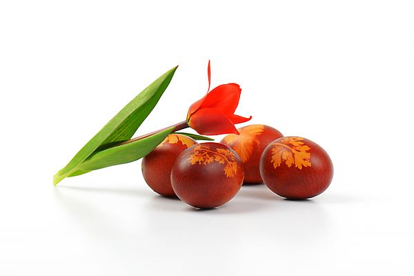 포토 JPG 해외이미지 스튜디오촬영 전통 디자인 꽃 음식 꽃무늬 패턴 휴가 부활절 요리 사람없음 장식 빨간색 갈색 봄 튤립 껍질 화려 그리기 그룹 심볼 흰배경 에코 친환경 부활절계란 내추럴 삶기 핸드메이드 해외202004 해외202105 해외포토 식물 계절 기념일 컬러 백그라운드 컨셉 무늬 모션 실내 환경 계란 흰색 파일형식