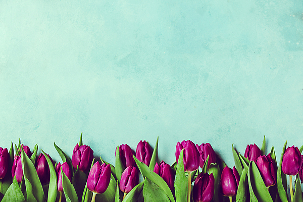 포토 JPG 해외이미지 실내 사람없음 튤립 파란배경 카피스페이스 해외202004 해외포토 꽃 백그라운드 내부 파란색 공백 파일형식