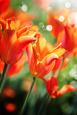 포토 JPG 해외이미지 주간 사람없음 야외 아웃포커스 튤립 해외202004 해외포토 자연요소 꽃 촬영기법 파일형식