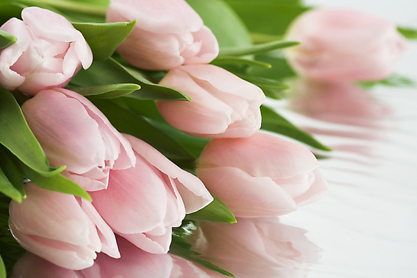 포토 JPG 해외이미지 꽃다발 실내 근접촬영 사람없음 아웃포커스 튤립 흰배경 해외202004 해외포토 꽃 뷰포인트 백그라운드 촬영기법 내부 흰색 파일형식