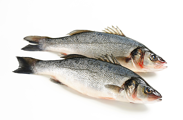 포토 JPG 해외이미지 스튜디오촬영 전신 음식 2 어류 사람없음 회색 신선 은색 해산물 흰배경 날것 베이스 생식 해외202004 해외202105 해외포토 컬러 백그라운드 현악기 실내 수중동물 흰색 파일형식