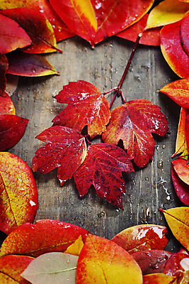 포토 JPG 해외이미지 사람없음 하이앵글 가을 물방울 나무탁자 해외202004 해외포토 계절 뷰포인트 탁자 파일형식