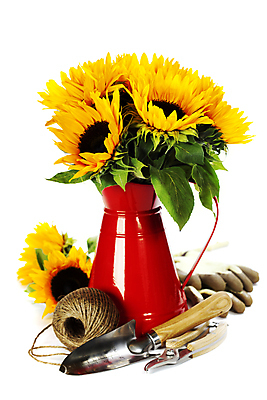 포토 JPG 해외이미지 해바라기 실내 사람없음 꽃병 모종삽 원예용품 해외202004 해외포토 꽃 생활용품 내부 삽 파일형식