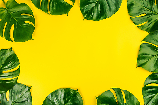 포토 JPG 해외이미지 프레임 사람없음 노란배경 몬스테라 해외202004 해외포토 식물 백그라운드 노란색 파일형식