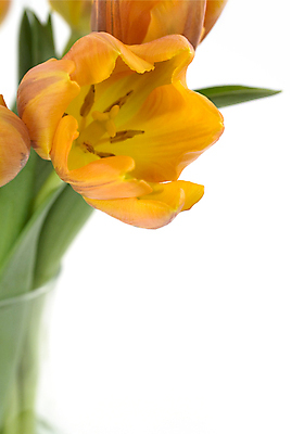 포토 JPG 해외이미지 실내 근접촬영 사람없음 튤립 꽃술_꽃 흰배경 카피스페이스 해외202004 해외포토 꽃 뷰포인트 백그라운드 내부 공백 흰색 파일형식