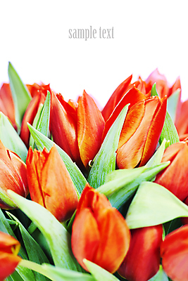 포토 JPG 해외이미지 사람없음 튤립 흰배경 카피스페이스 해외202004 해외포토 꽃 백그라운드 공백 흰색 파일형식