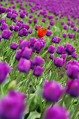 포토 JPG 해외이미지 주간 꽃잎 잎 꽃밭 사람없음 야외 아웃포커스 튤립 해외202004 해외포토 자연요소 식물 꽃 촬영기법 파일형식