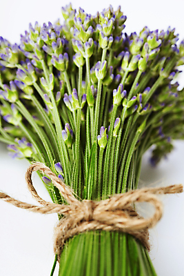 포토 JPG 해외이미지 꽃다발 실내 근접촬영 사람없음 묶기 흰배경 노끈 라벤더 해외202004 해외포토 꽃 줄 뷰포인트 백그라운드 모션 내부 흰색 허브 파일형식