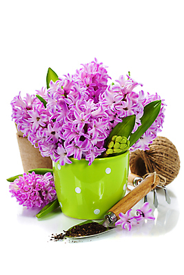 포토 JPG 해외이미지 화분 실내 사람없음 모종삽 흰배경 원예 노끈 히아신스 해외202004 해외포토 꽃 줄 백그라운드 취미 내부 흰색 삽 파일형식