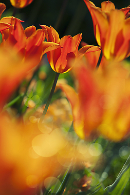 포토 JPG 해외이미지 주간 사람없음 야외 튤립 소프트포커스 해외202004 해외포토 자연요소 꽃 촬영기법 파일형식