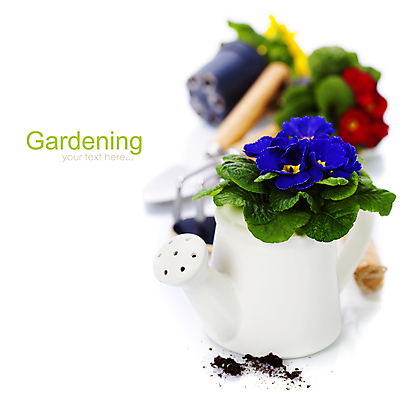 포토 JPG 해외이미지 화분 실내 사람없음 아웃포커스 물뿌리개 모종삽 흰배경 원예 프리뮬러 해외202004 해외포토 꽃 백그라운드 촬영기법 취미 내부 흰색 삽 파일형식