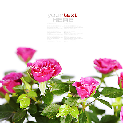 포토 JPG 해외이미지 실내 사람없음 장미 흰배경 해외202004 해외포토 꽃 백그라운드 내부 흰색 파일형식