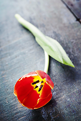 포토 JPG 해외이미지 회색배경 사람없음 튤립 해외202004 해외포토 꽃 백그라운드 회색 파일형식