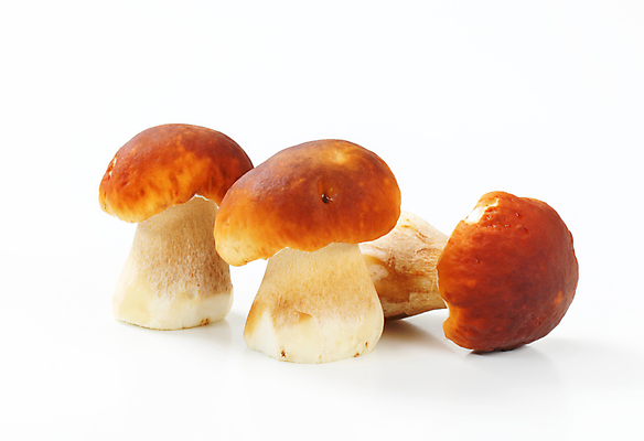 포토 JPG 해외이미지 스튜디오촬영 식재료 실내 사람없음 흰배경 그물버섯 해외202004 해외202105 해외포토 백그라운드 내부 버섯 흰색 파일형식