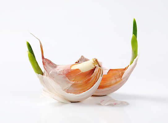 포토 JPG 해외이미지 스튜디오촬영 음식 채소 재료 부분 건강 마늘 사람없음 껍질 신선 흰배경 유기농 매움 날것 국산 내추럴 해외202004 해외202105 해외포토 웰빙 백그라운드 실내 흰색 맛 파일형식