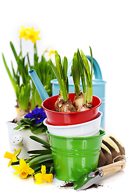 포토 JPG 해외이미지 식물 꽃 화분 장갑 실내 사람없음 아웃포커스 물뿌리개 모종삽 흰배경 원예 수선화 해외202004 해외포토 잡화 백그라운드 촬영기법 취미 내부 흰색 삽 파일형식