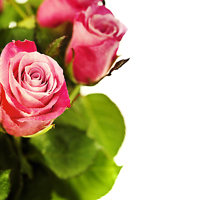 포토 JPG 해외이미지 잎 실내 근접촬영 사람없음 장미 흰배경 해외202004 해외포토 식물 꽃 뷰포인트 백그라운드 내부 흰색 파일형식