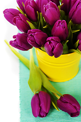 포토 JPG 해외이미지 꽃잎 잎 실내 사람없음 튤립 식탁보 흰배경 해외202004 해외포토 식물 꽃 백그라운드 내부 흰색 파일형식