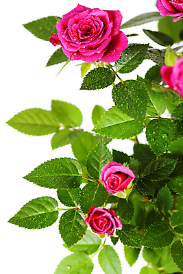 포토 JPG 해외이미지 잎 실내 사람없음 장미 물방울 흰배경 해외202004 해외포토 식물 꽃 백그라운드 내부 흰색 파일형식