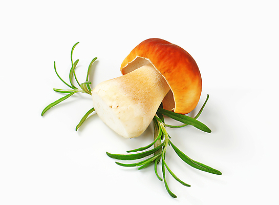 포토 JPG 해외이미지 스튜디오촬영 식재료 실내 사람없음 흰배경 로즈메리 그물버섯 해외202004 해외202105 해외포토 백그라운드 내부 버섯 흰색 허브 파일형식