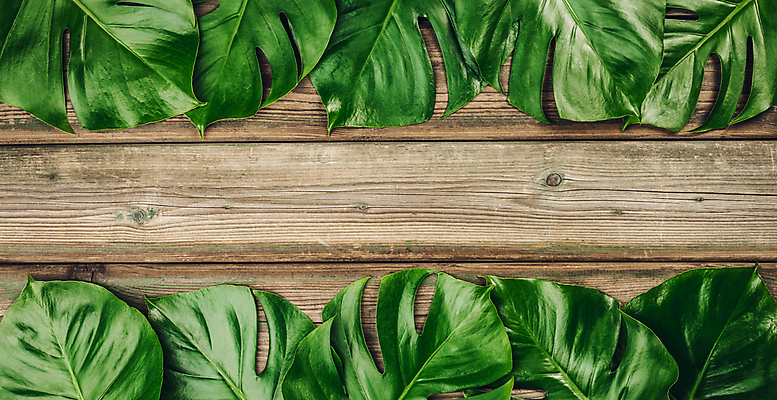 포토 JPG 해외이미지 프레임 사람없음 나무바닥 몬스테라 해외202004 해외포토 식물 바닥 파일형식