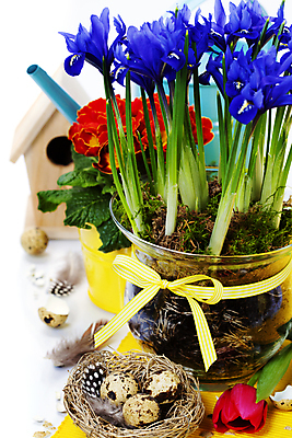포토 JPG 해외이미지 리본 화분 부활절 실내 사람없음 둥지 흰배경 원예 붓꽃 메추리알 프리뮬러 해외202004 해외포토 기념일 꽃 백그라운드 취미 내부 알 흰색 파일형식