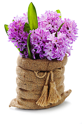 포토 JPG 해외이미지 잎 실내 사람없음 끈 묶기 흰배경 원예 자루 히아신스 해외202004 해외포토 식물 꽃 백그라운드 모션 취미 내부 흰색 파일형식