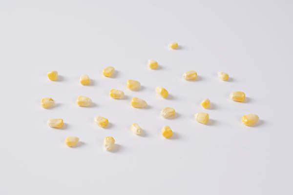 포토 JPG 해외이미지 실내 옥수수 사람없음 흰배경 옥수수알갱이 해외202004 해외202105 해외포토 백그라운드 곡류 내부 흰색 파일형식