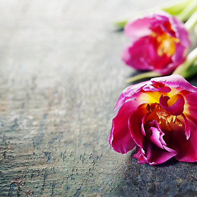 포토 JPG 해외이미지 실내 근접촬영 사람없음 튤립 나무탁자 카피스페이스 해외202004 해외포토 꽃 뷰포인트 탁자 내부 공백 파일형식