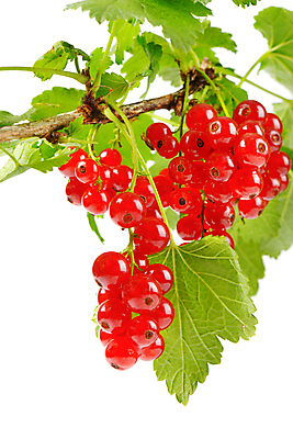 포토 JPG 해외이미지 열매 음식 잎 과일 사람없음 빨간색 나뭇가지 신선 흰배경 건포도 숙성 해외202004 해외202105 해외포토 나무 식물 컬러 백그라운드 포도 흰색 건과일 파일형식