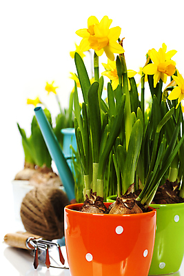 포토 JPG 해외이미지 화분 사람없음 물뿌리개 흰배경 원예 수선화 노끈 갈퀴 원예용품 해외202004 해외포토 꽃 줄 생활용품 백그라운드 취미 흰색 파일형식