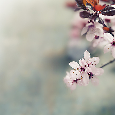 포토 JPG 해외이미지 잎 봄꽃 실내 사람없음 아웃포커스 벚꽃 해외202004 해외포토 식물 꽃 촬영기법 내부 봄 파일형식