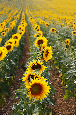포토 JPG 해외이미지 주간 꽃밭 해바라기 사람없음 야외 해외202004 해외포토 자연요소 꽃 파일형식