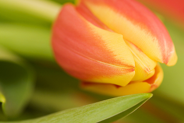 포토 JPG 해외이미지 근접촬영 사람없음 튤립 해외202004 해외포토 꽃 뷰포인트 파일형식