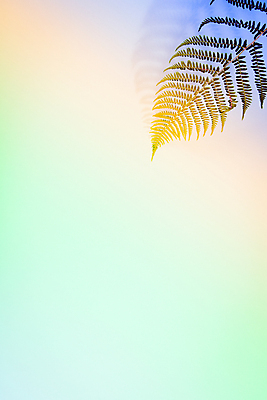 포토 JPG 해외이미지 백그라운드 잎 실내 사람없음 빛 스펙트럼 카피스페이스 초록배경 해외202004 해외포토 식물 내부 초록색 공백 파일형식