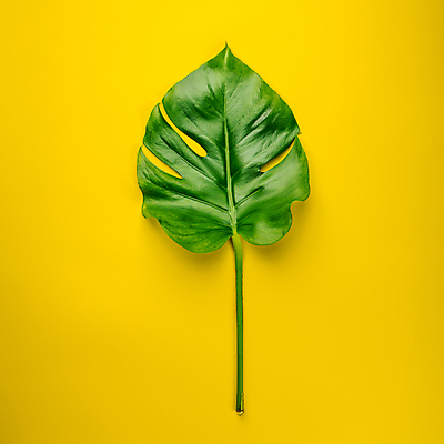 포토 JPG 해외이미지 사람없음 노란배경 몬스테라 해외202004 해외포토 식물 백그라운드 노란색 파일형식
