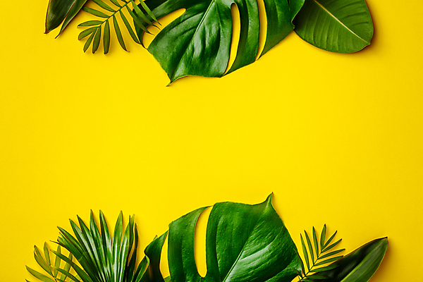 포토 JPG 해외이미지 프레임 사람없음 노란배경 몬스테라 카피스페이스 해외202004 해외포토 식물 백그라운드 노란색 공백 파일형식