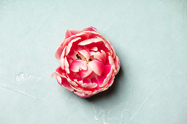 포토 JPG 해외이미지 한송이 실내 사람없음 하이앵글 튤립 파란배경 해외202004 해외포토 1 꽃 뷰포인트 백그라운드 내부 파란색 송이 파일형식