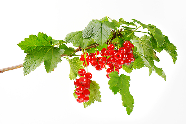 포토 JPG 해외이미지 열매 음식 잎 과일 사람없음 빨간색 나뭇가지 신선 흰배경 건포도 숙성 해외202004 해외202105 해외포토 나무 식물 컬러 백그라운드 포도 흰색 건과일 파일형식